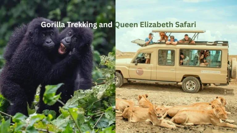 Gorilla Tracking & Queen Elizabeth Safari