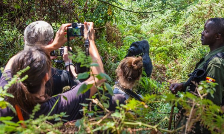 gorilla trekking photography season