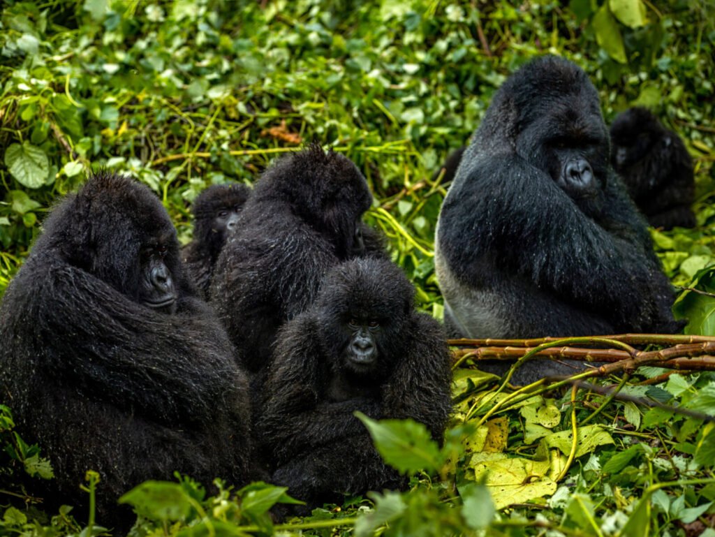 mountain gorilla countries