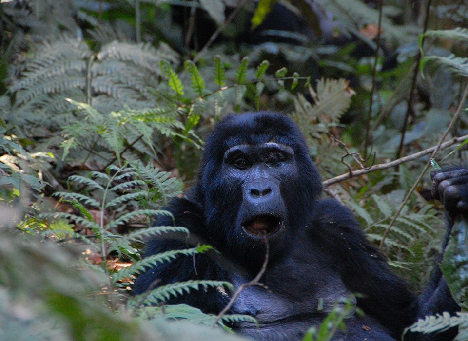 buhoma sector gorilla families