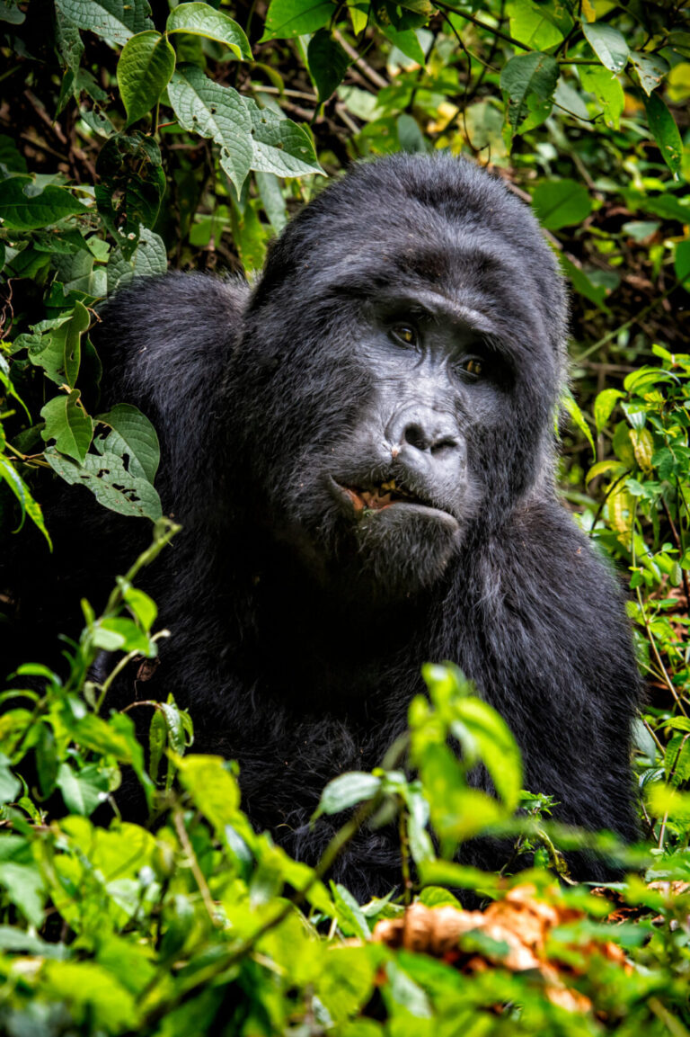 entebbe to gorilla trekking route