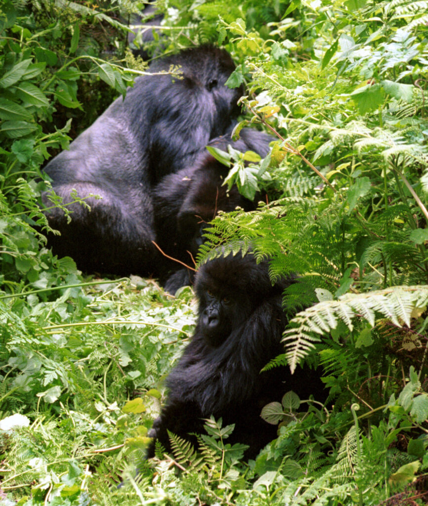 mountain gorilla countries