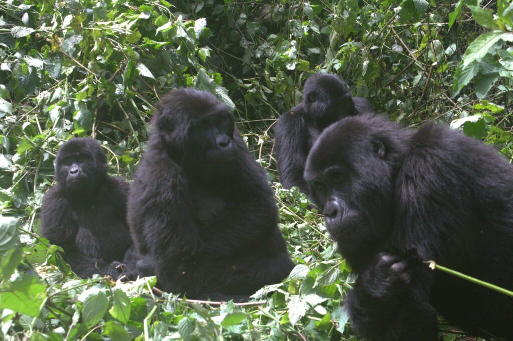 virunga national park safety 2026