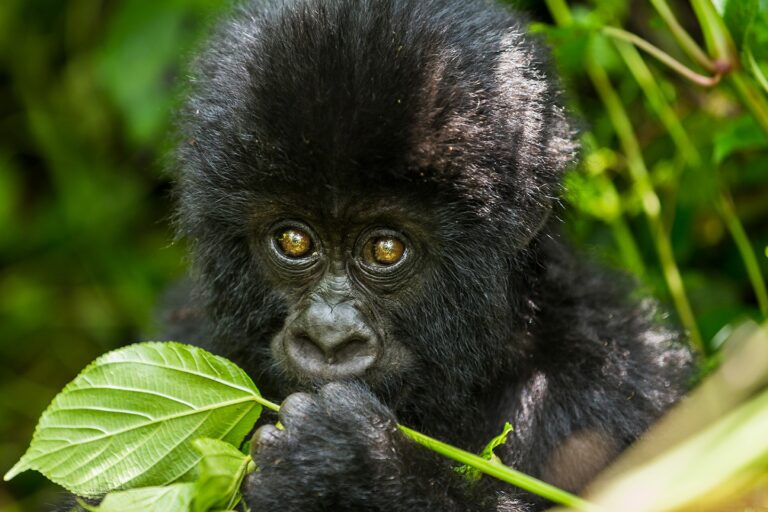 gloves for gorilla trekking