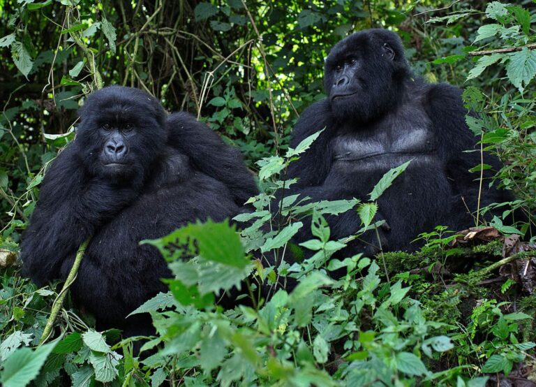 golden monkey trekking mgahinga
