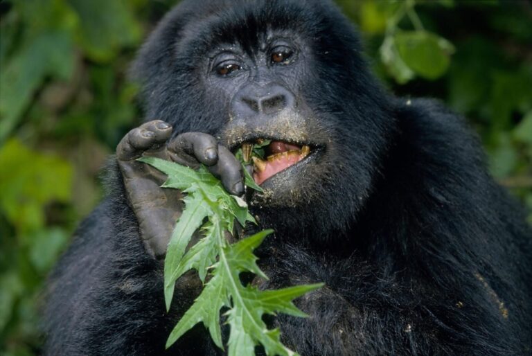 gorilla permit gift voucher