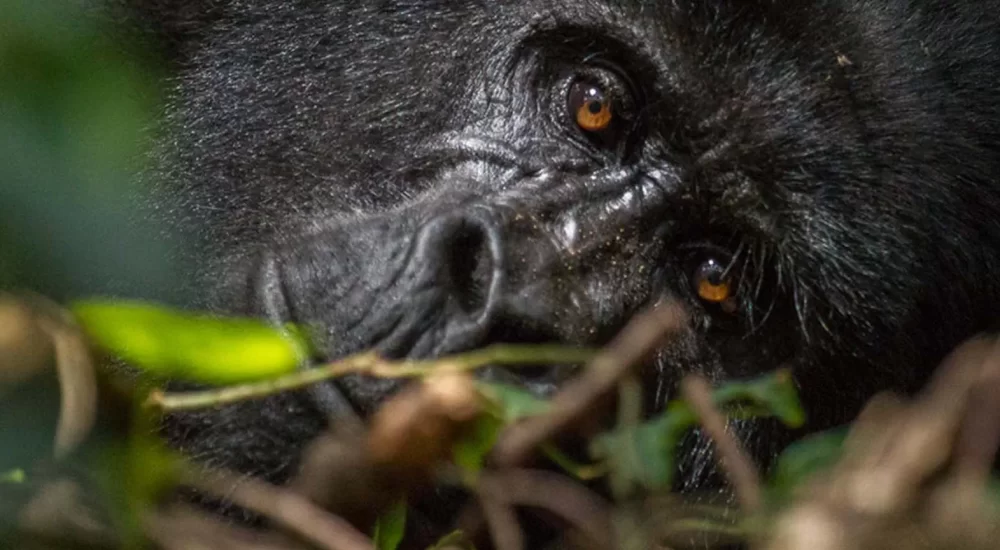 ruhija sector bwindi gorilla trekking