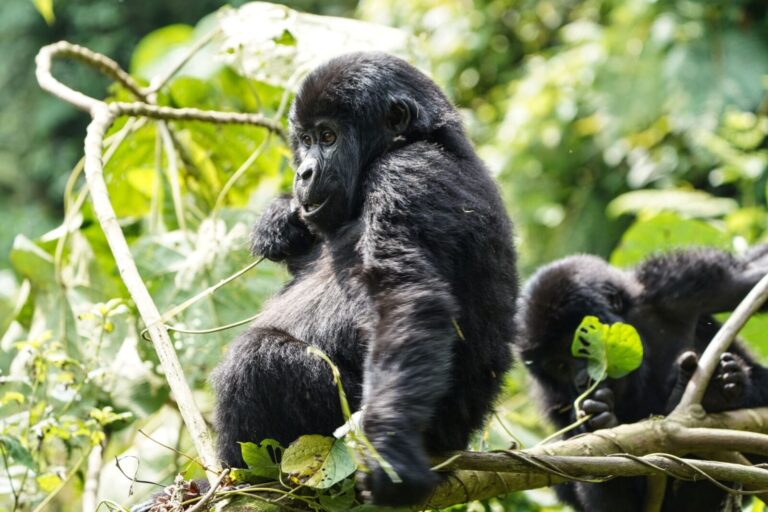 gorilla africa big 5 top wildlife