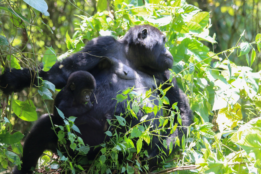 Gorilla trekking from Rwanda