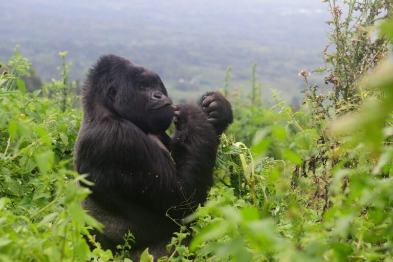 gorilla trekking special offer august 2026