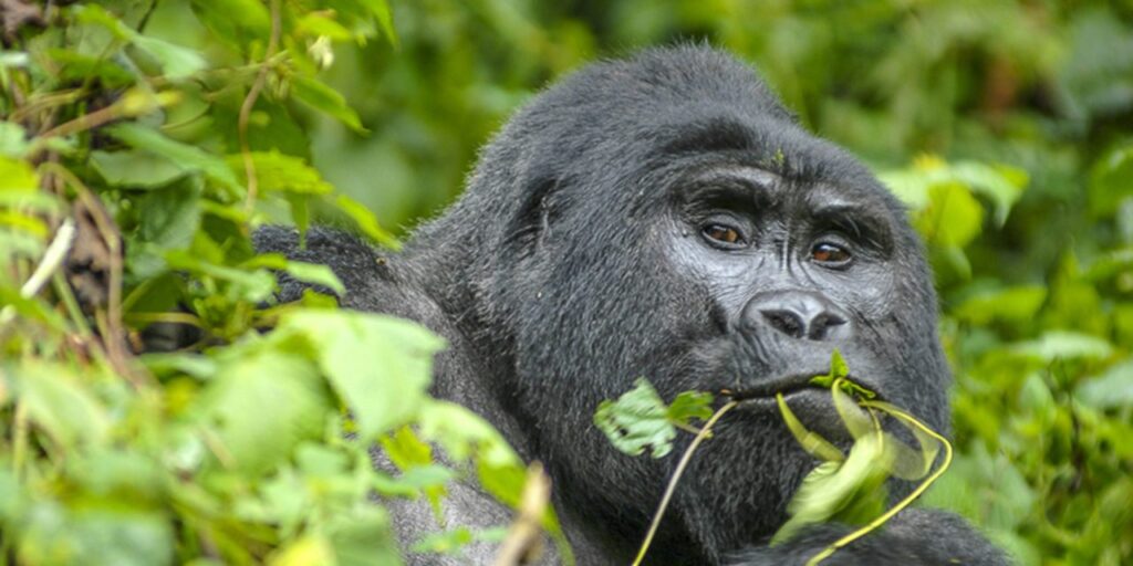 kibale vs bwindi gorilla trekking