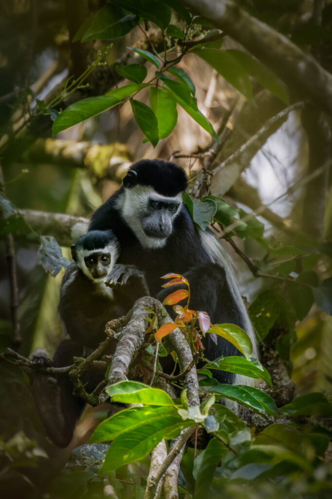 Colobus Monkeys Nyungwe