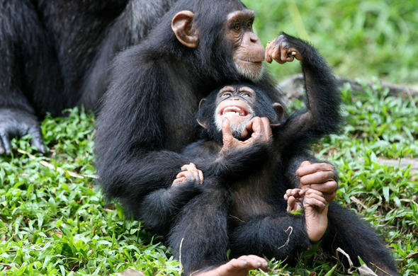 gorilla trekking serengeti safari combo