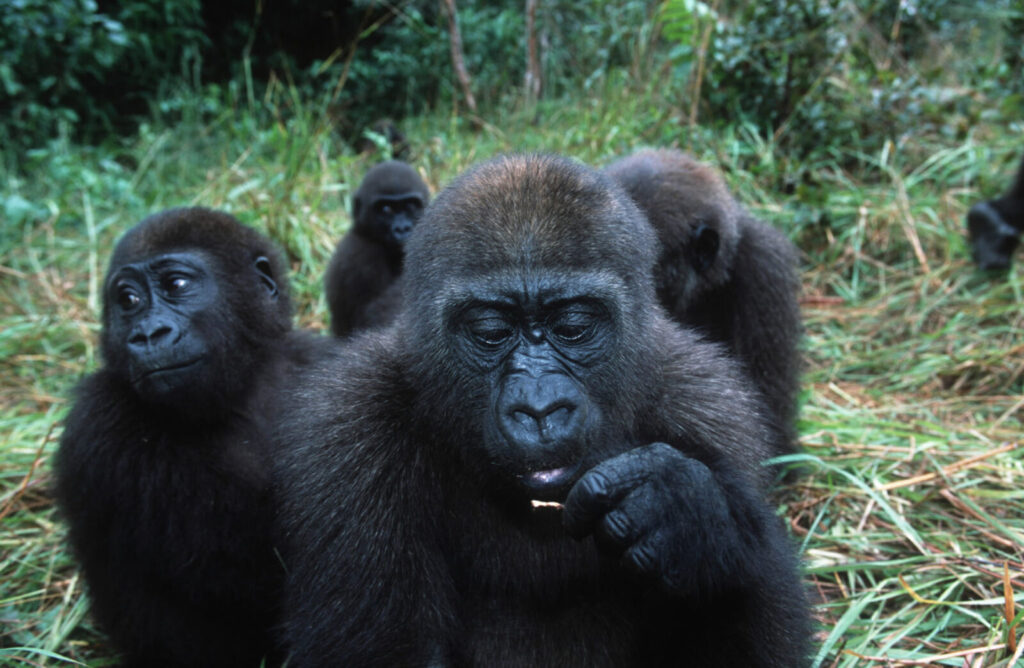 altitude sickness gorilla trekking