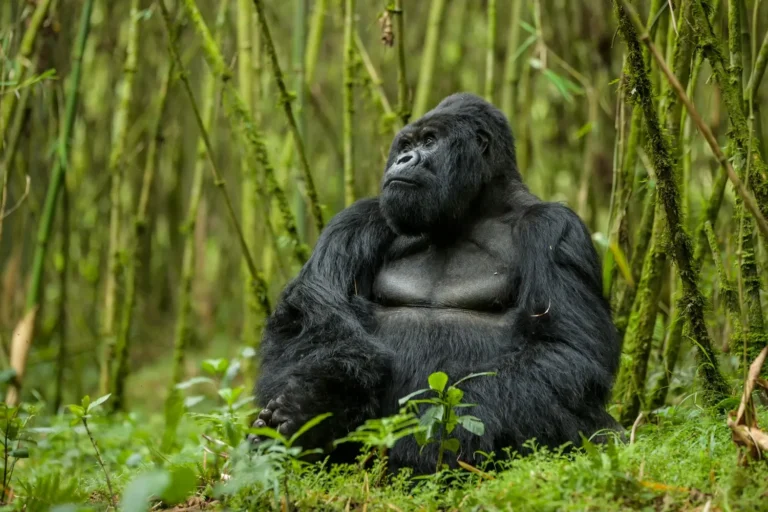 gorilla tourism conservation