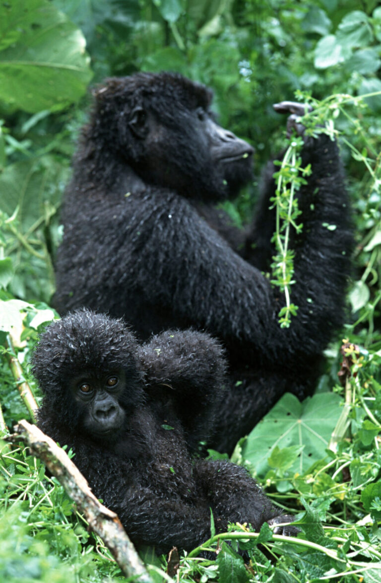 hepatitis vaccine gorilla safari