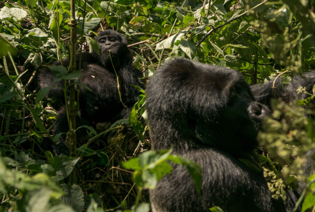 mountain gorilla countries