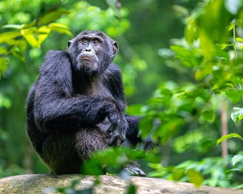 chimpanzees vs mountain gorillas
