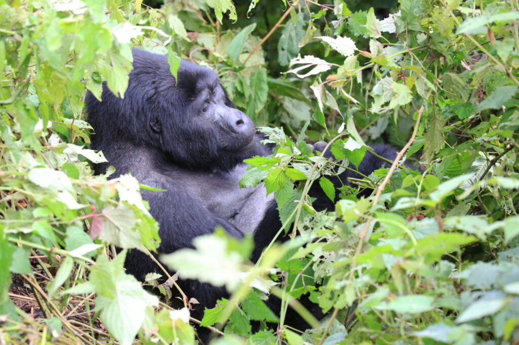 yellow fever vaccine gorilla trekking