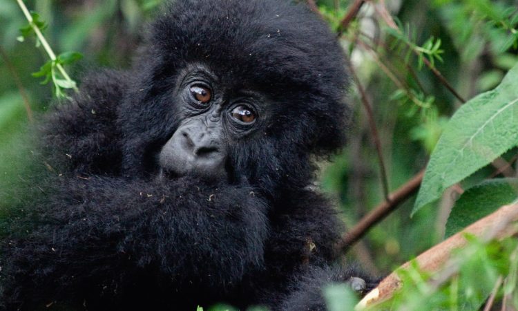 confirm gorilla permit booking