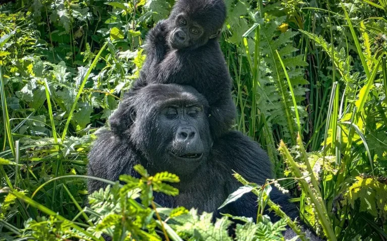Gorilla Permit Price 2026