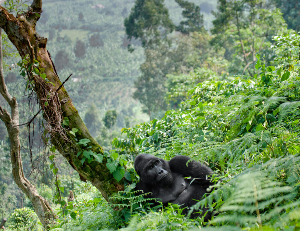 student discount gorilla permit