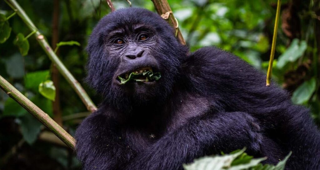 gorilla permit honeymoon