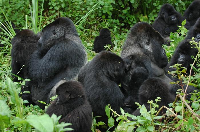 congo gorilla permit price 2026