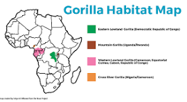 mountain gorilla habitat map