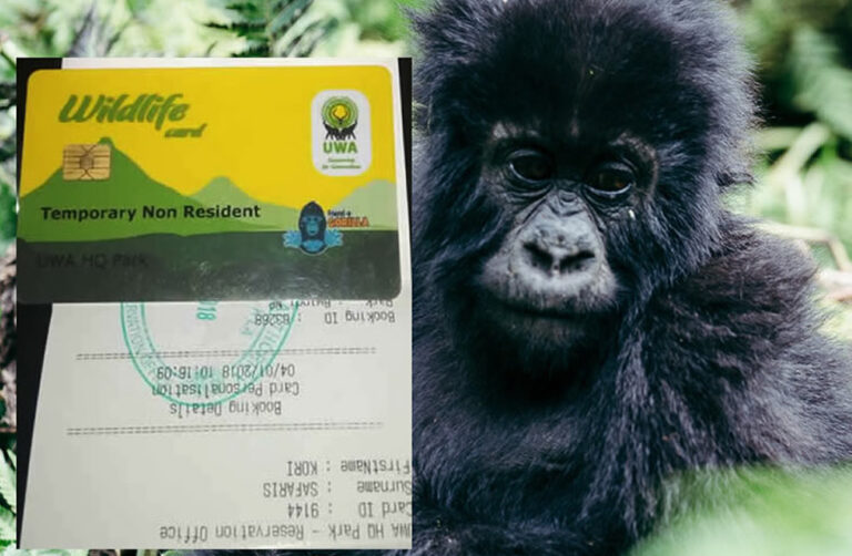 buy gorilla permit online