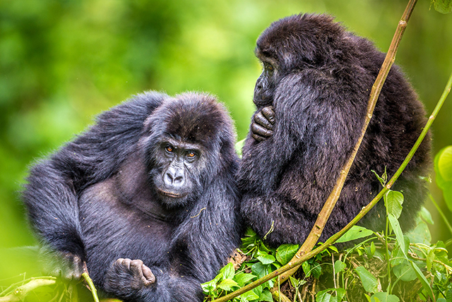 gorilla trekking whatsapp group