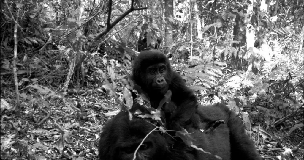 Camera Trap Gorilla Research Uganda