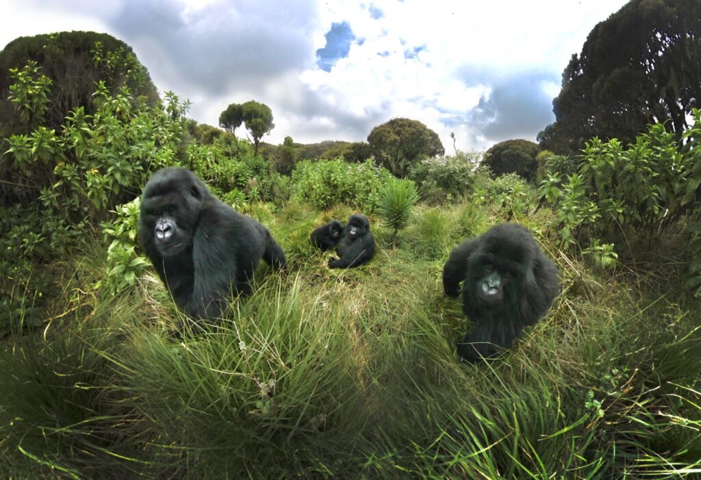Virtual Gorilla Trekking Home