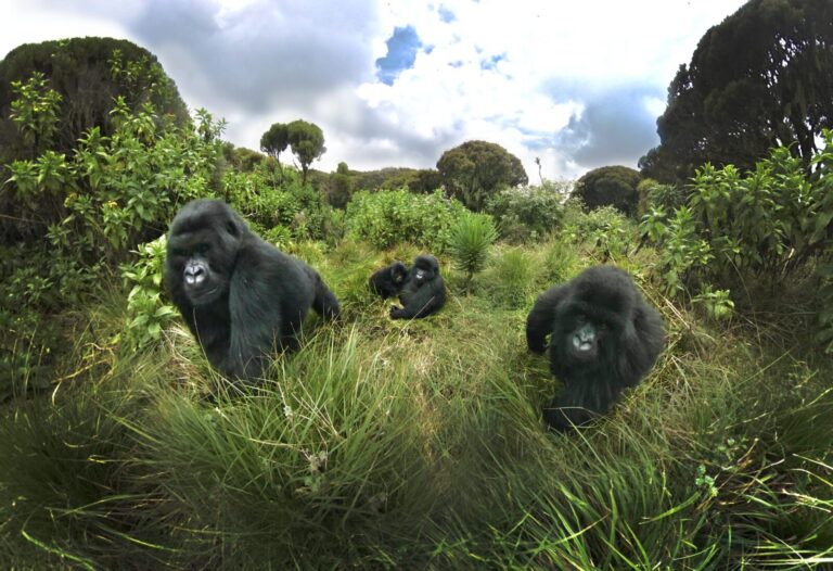 Virtual Gorilla Trekking Home
