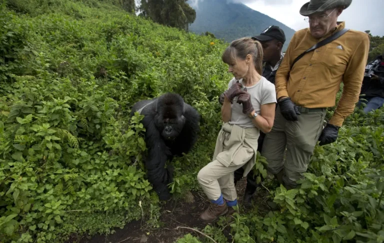 Gorilla Trekking Child Labour Policy