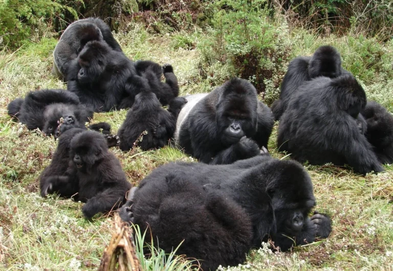 Gorilla Trekking Embassy Contacts Uganda