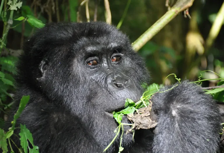 How to Verify a Gorilla Tour Operator Is Legit