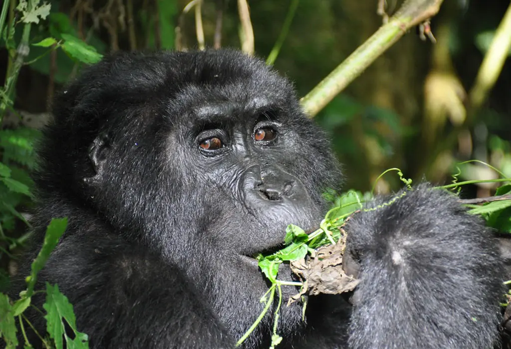 How to Verify a Gorilla Tour Operator Is Legit