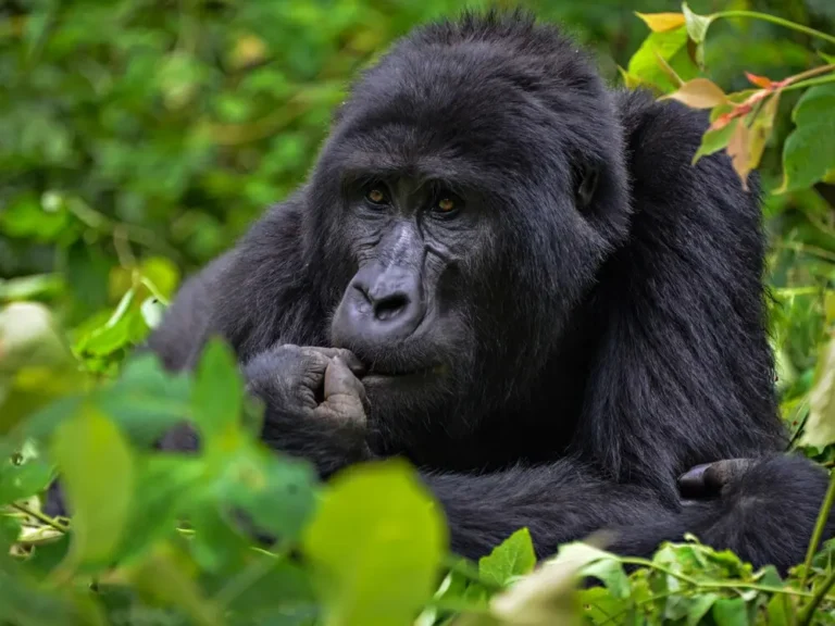 Gorilla Trekking App Technology
