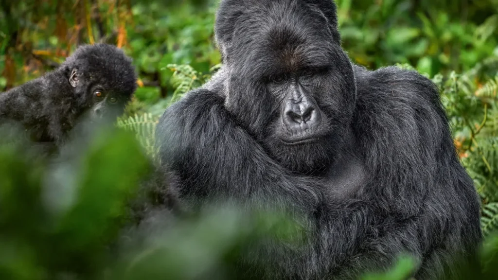 Gorilla Trekking Liability Waiver: