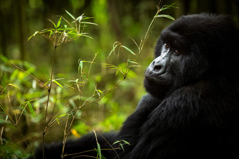 Gorilla Trekking Park Signage Guide