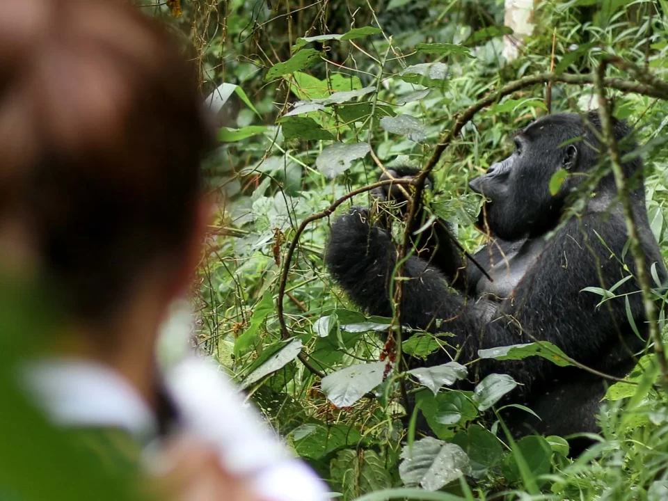 Gorilla Trekking Charity Fundraiser