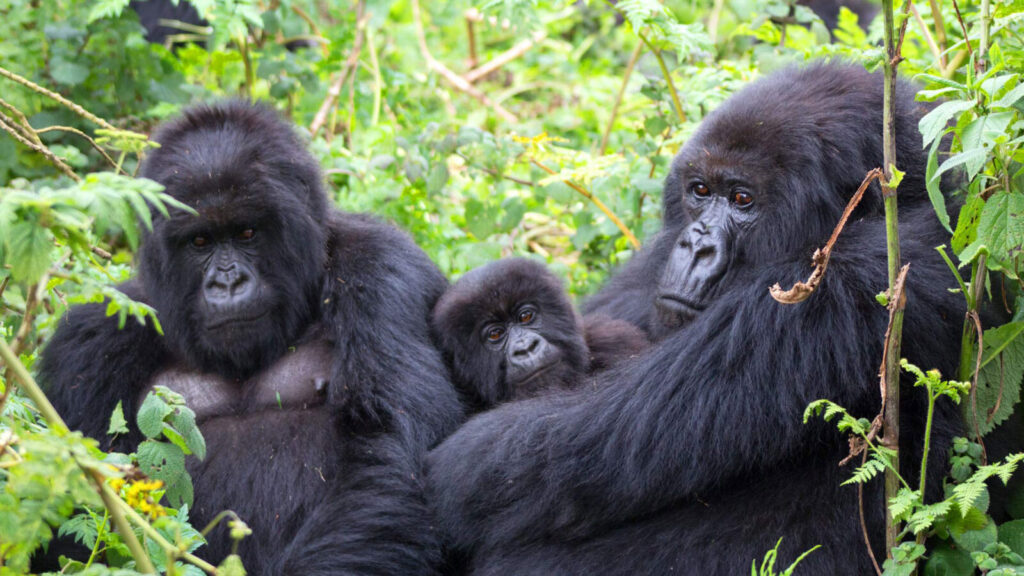 Gorilla Trekking Gender Pay Gap