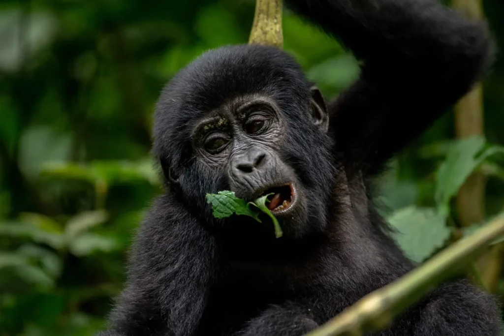 gorilla permit agent vs direct booking
