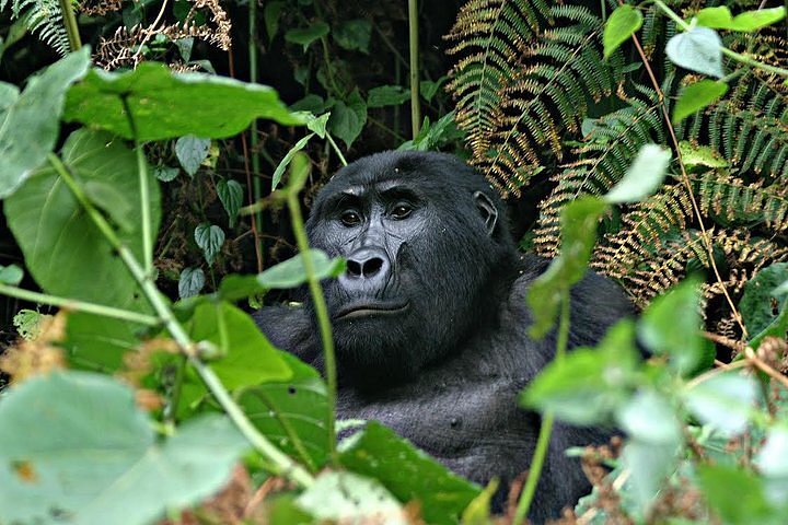 Gorilla Trekking TripAdvisor Forum