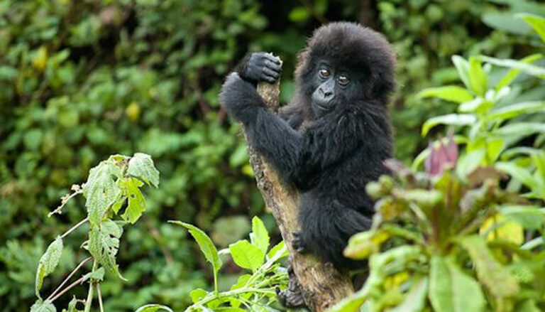 Gorilla Trekking Act of God Cancellation