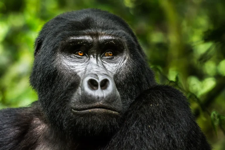 Gorilla Trekking Uganda Police Emergency
