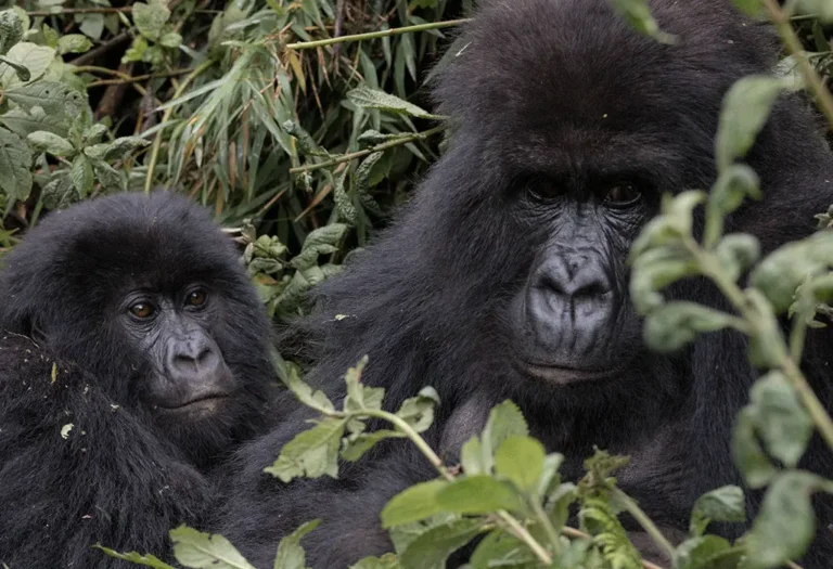 Gorilla Trekking Disability Policy