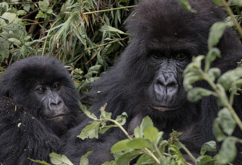 Gorilla Trekking Disability Policy