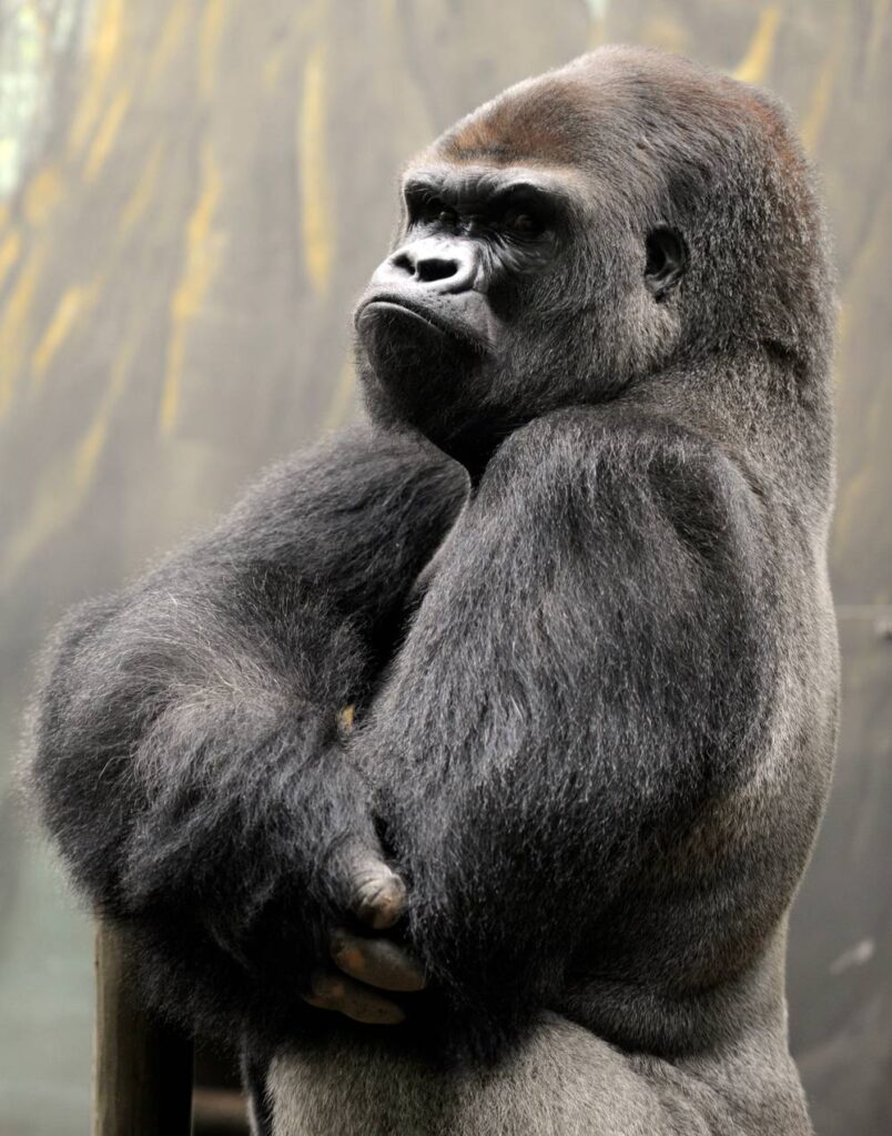 Gorilla Photography Fine Art Prints